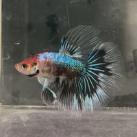 Male Betta - One Only - 14