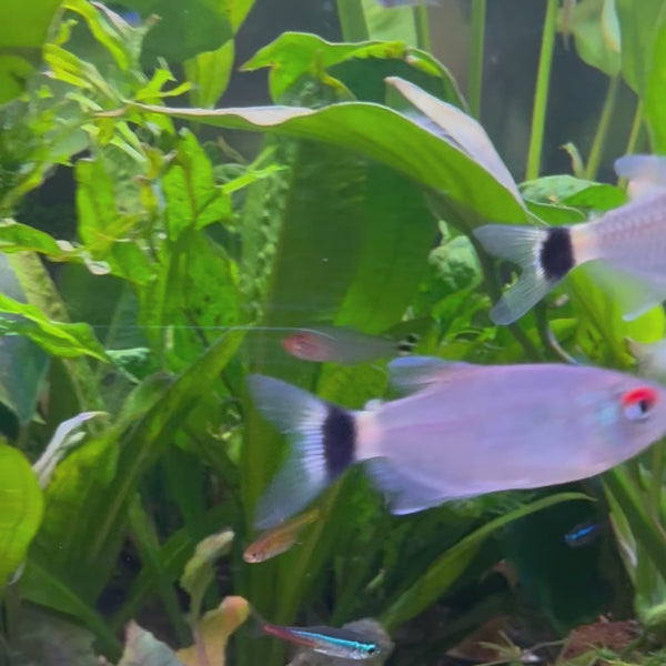 Lampeye Tetra (3cm)