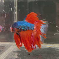 Male Betta - One Only - 4