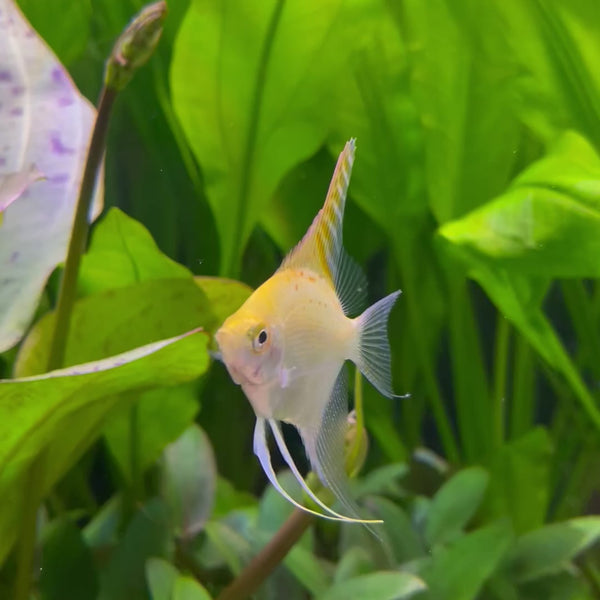 Angelfish Golden