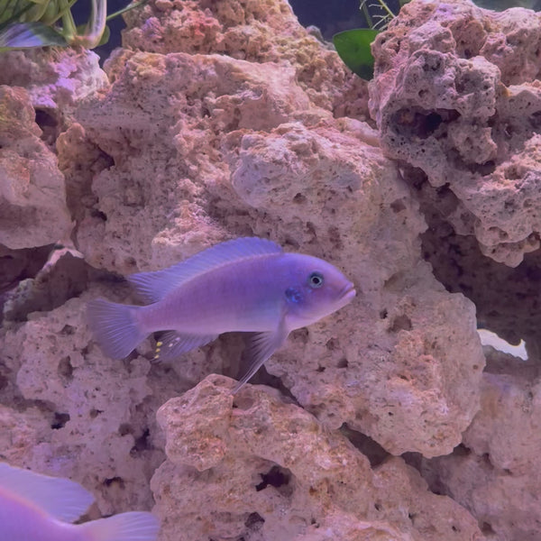 Cobalt Blue African Cichlid