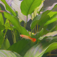 Ribbon Guppy - Female 3-4cm