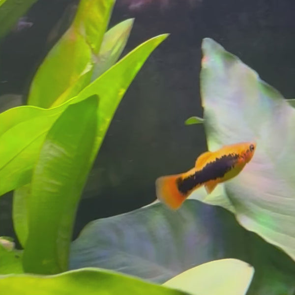 Platy - Tuxedo Assorted 3-4cm