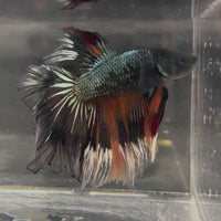 Male Betta - One Only - 13