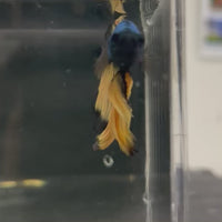 Male Betta - One Only - 15