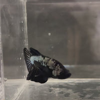 Fancy Plakat Betta Male - One Only - 4