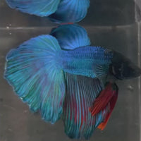 Male Betta - One Only - 1