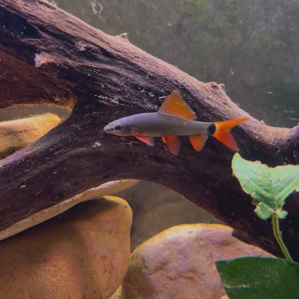 Rainbow Shark