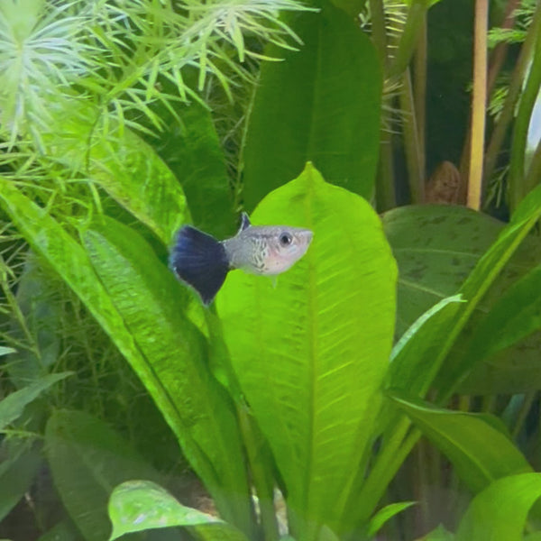 Blue Cobra Guppy - Male 3-4cm