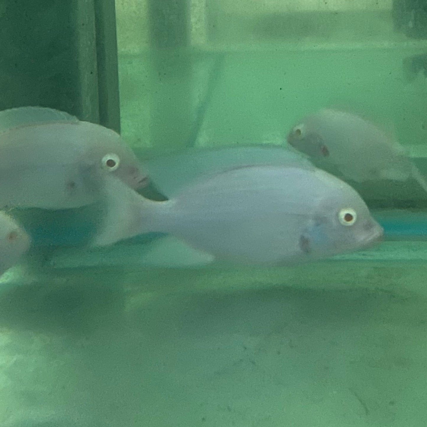 the-fish-farm African Cichlid Albino Blue Moorii or Albino Blue Dolphin African Cichlid Buy Rare Albino Blue Moorii African Cichlid from The Fish Farm