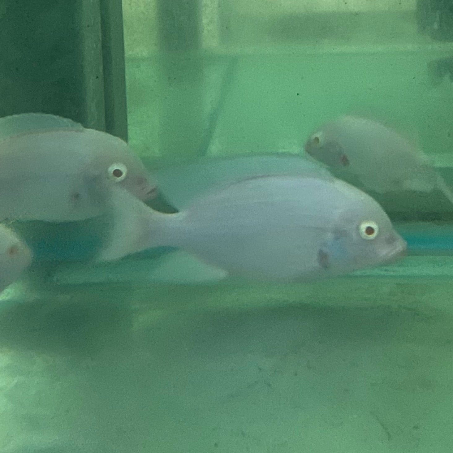 the-fish-farm African Cichlid Albino Blue Moorii or Albino Blue Dolphin African Cichlid Buy Rare Albino Blue Moorii African Cichlid from The Fish Farm
