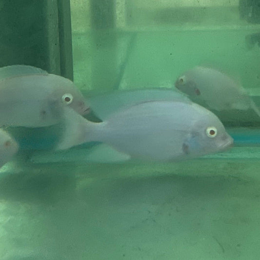 the-fish-farm African Cichlid Albino Blue Moorii or Albino Blue Dolphin African Cichlid Buy Rare Albino Blue Moorii African Cichlid from The Fish Farm
