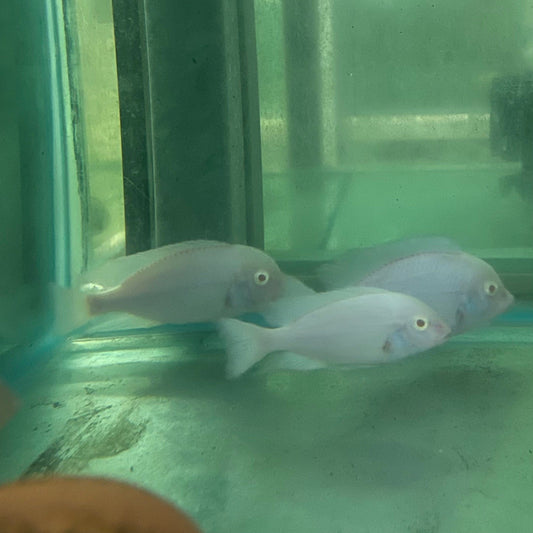the-fish-farm African Cichlid Albino Blue Moorii or Albino Blue Dolphin African Cichlid Buy Rare Albino Blue Moorii African Cichlid from The Fish Farm