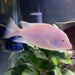 the-fish-farm African Cichlid Albino Blue Moorii or Albino Blue Dolphin African Cichlid Buy Rare Albino Blue Moorii African Cichlid from The Fish Farm
