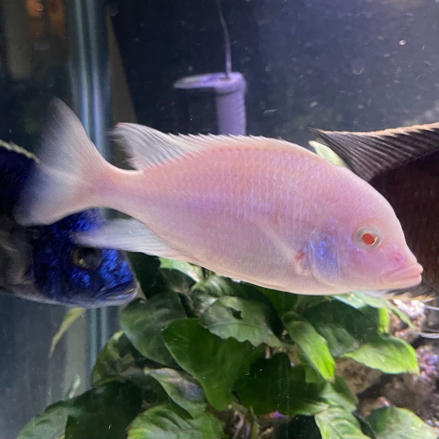 the-fish-farm African Cichlid Albino Blue Moorii or Albino Blue Dolphin African Cichlid Buy Rare Albino Blue Moorii African Cichlid from The Fish Farm