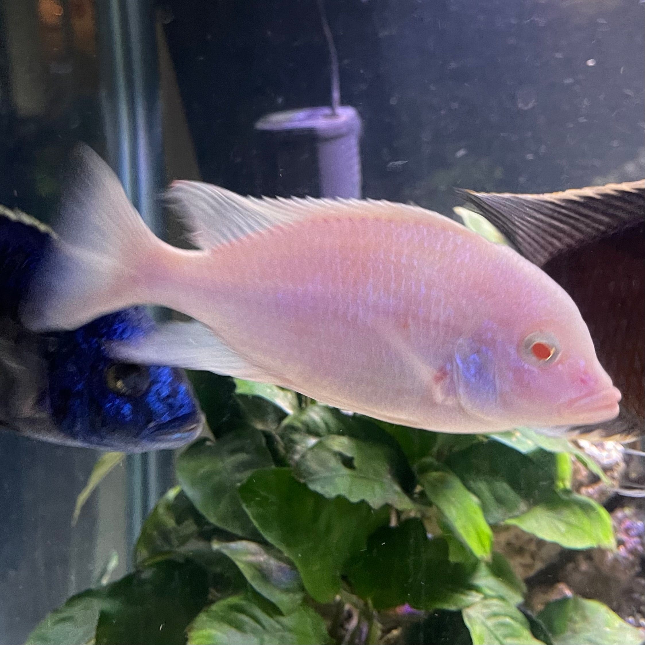 the-fish-farm African Cichlid Albino Blue Moorii or Albino Blue Dolphin African Cichlid Buy Rare Albino Blue Moorii African Cichlid from The Fish Farm