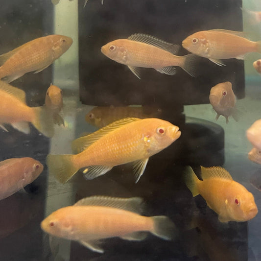 the-fish-farm African Cichlid Albino Electric Yellow African Cichlid - 5cm Shop for Albino Electric Yellow Cichlid - The Fish Farm Australia
