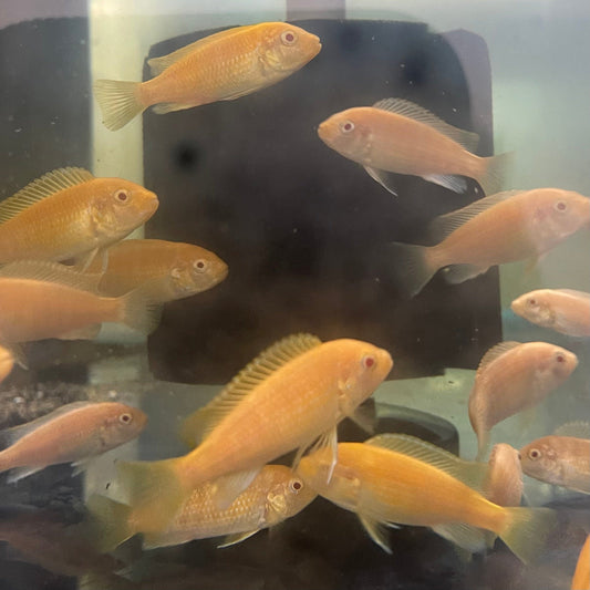 the-fish-farm African Cichlid Albino Electric Yellow African Cichlid - 5cm Shop for Albino Electric Yellow Cichlid - The Fish Farm Australia