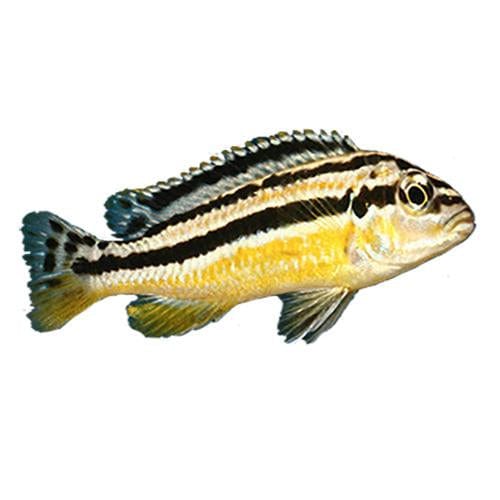 the-fish-farm African Cichlid Auratus African Cichlid Auratus African Cichlid - The Fish Farm