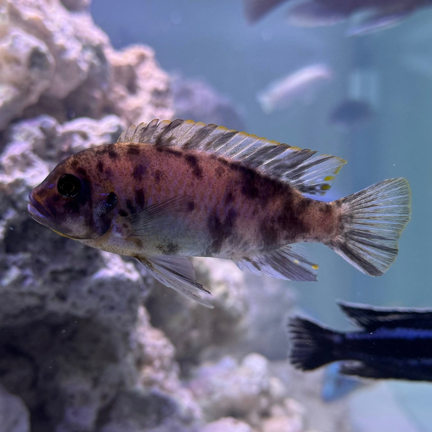 the-fish-farm African Cichlid Blueberry Zebra African Cichlid Blueberry Zebra Cichlid - The Fish Farm - Australia
