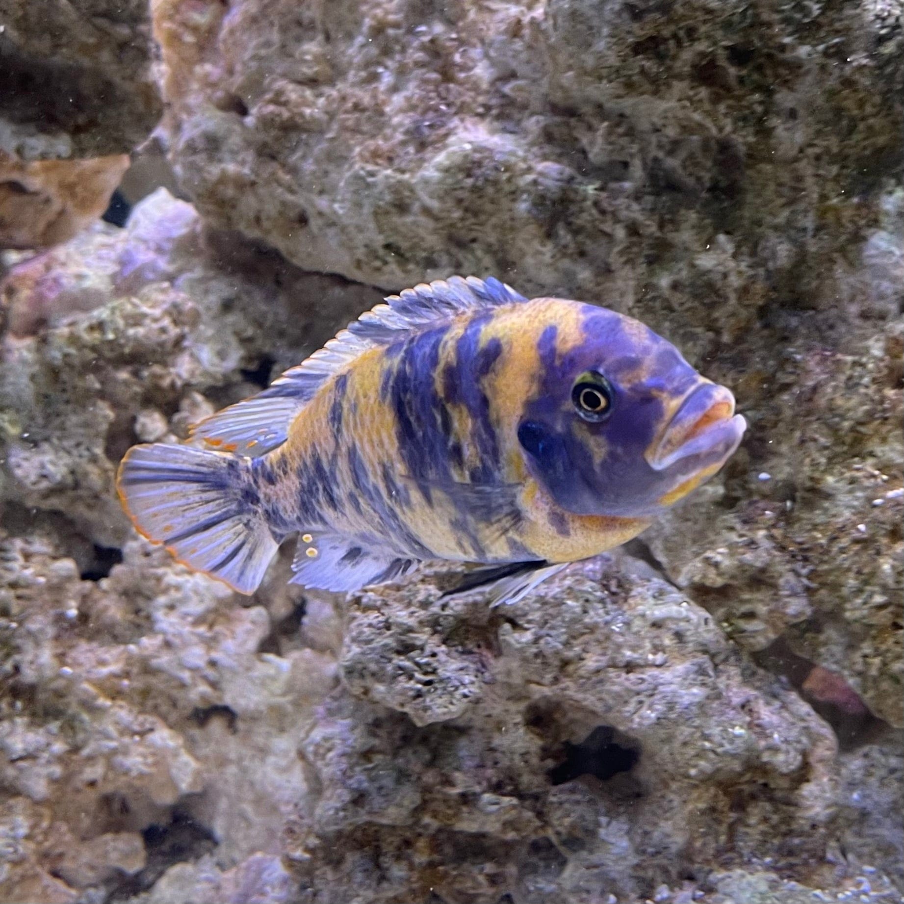 the-fish-farm African Cichlid Blueberry Zebra African Cichlid Blueberry Zebra Cichlid - The Fish Farm - Australia