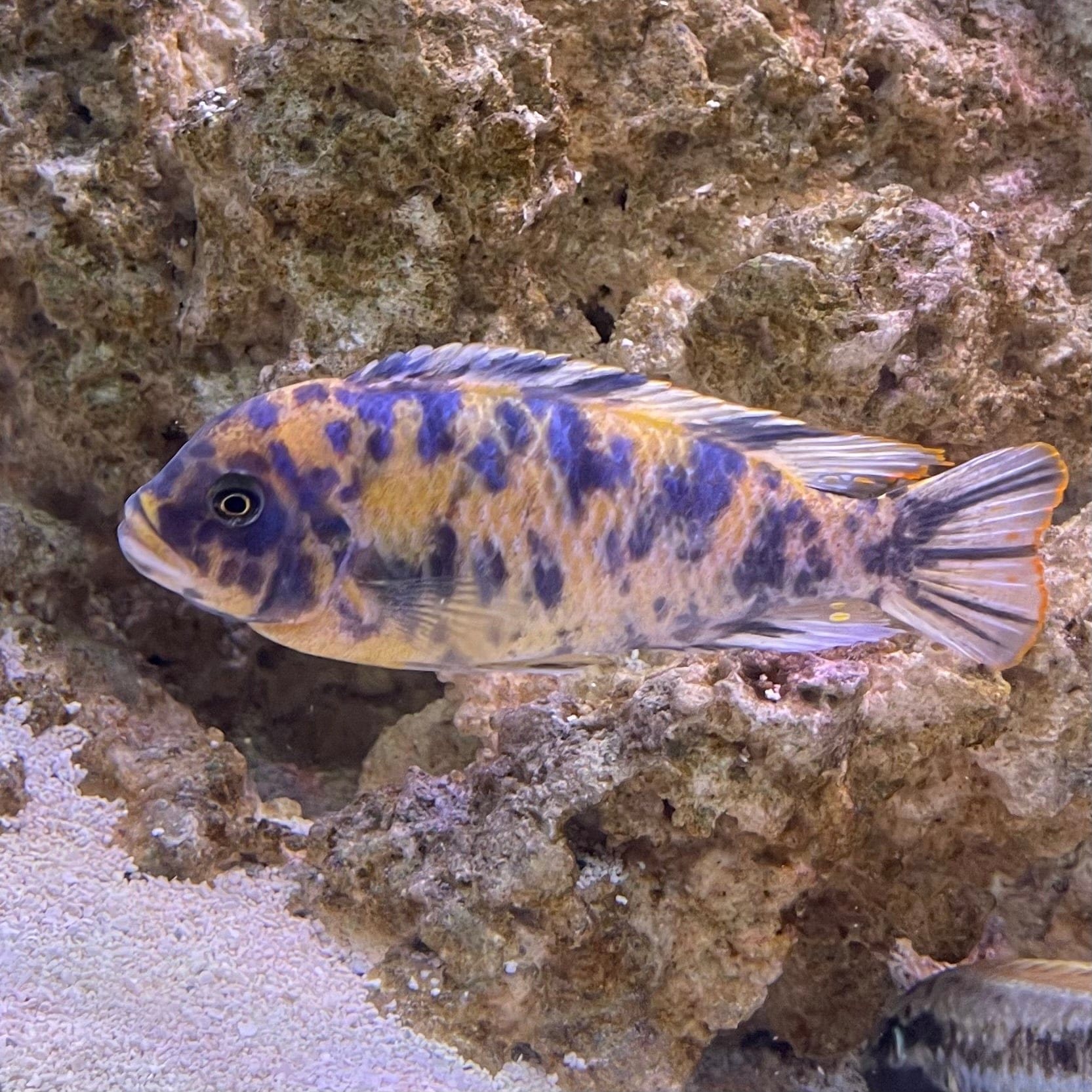 the-fish-farm African Cichlid Blueberry Zebra African Cichlid Blueberry Zebra Cichlid - The Fish Farm - Australia