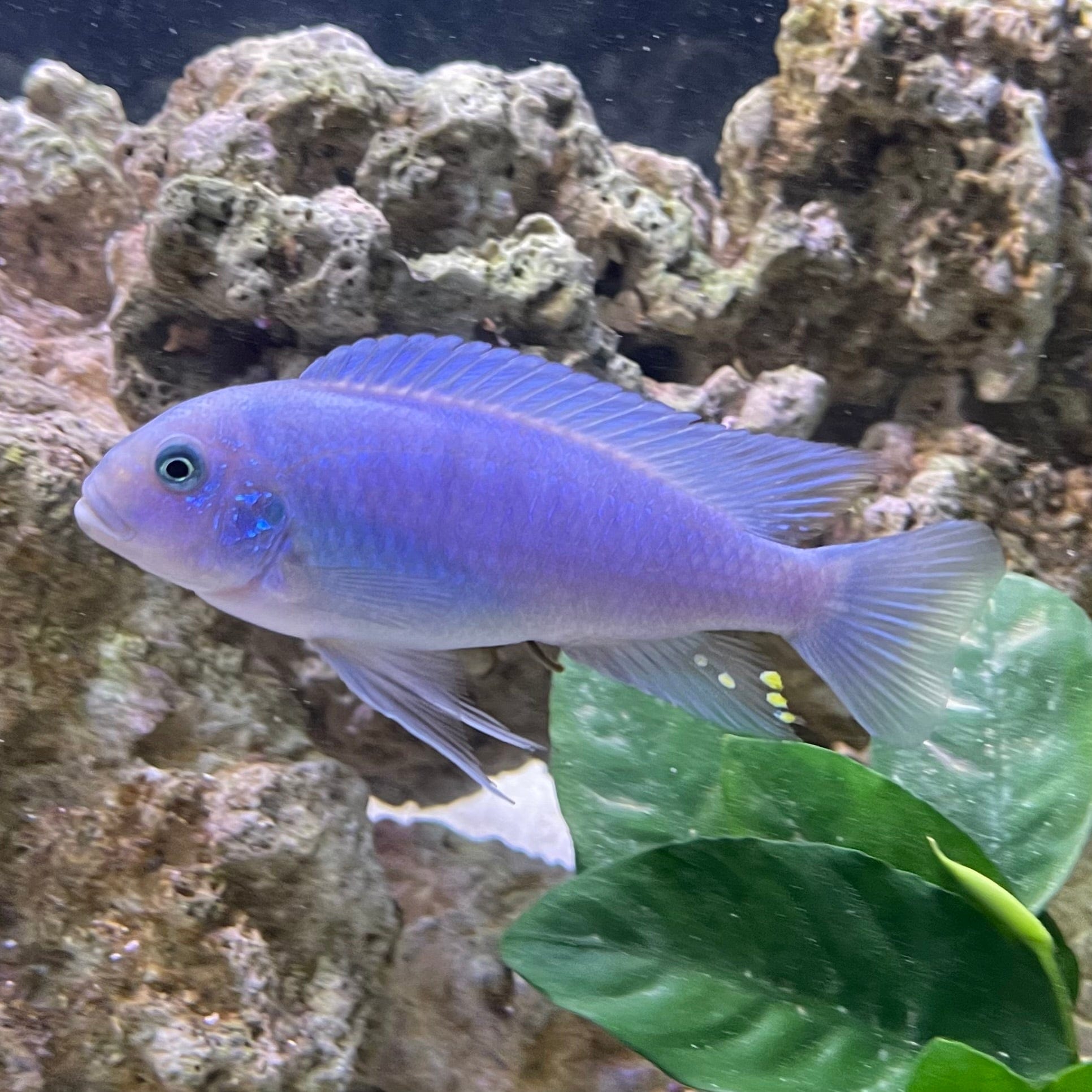 the-fish-farm African Cichlid Cobalt Blue African Cichlid Cobalt Blue Cichlid 5cm- The Fish Farm