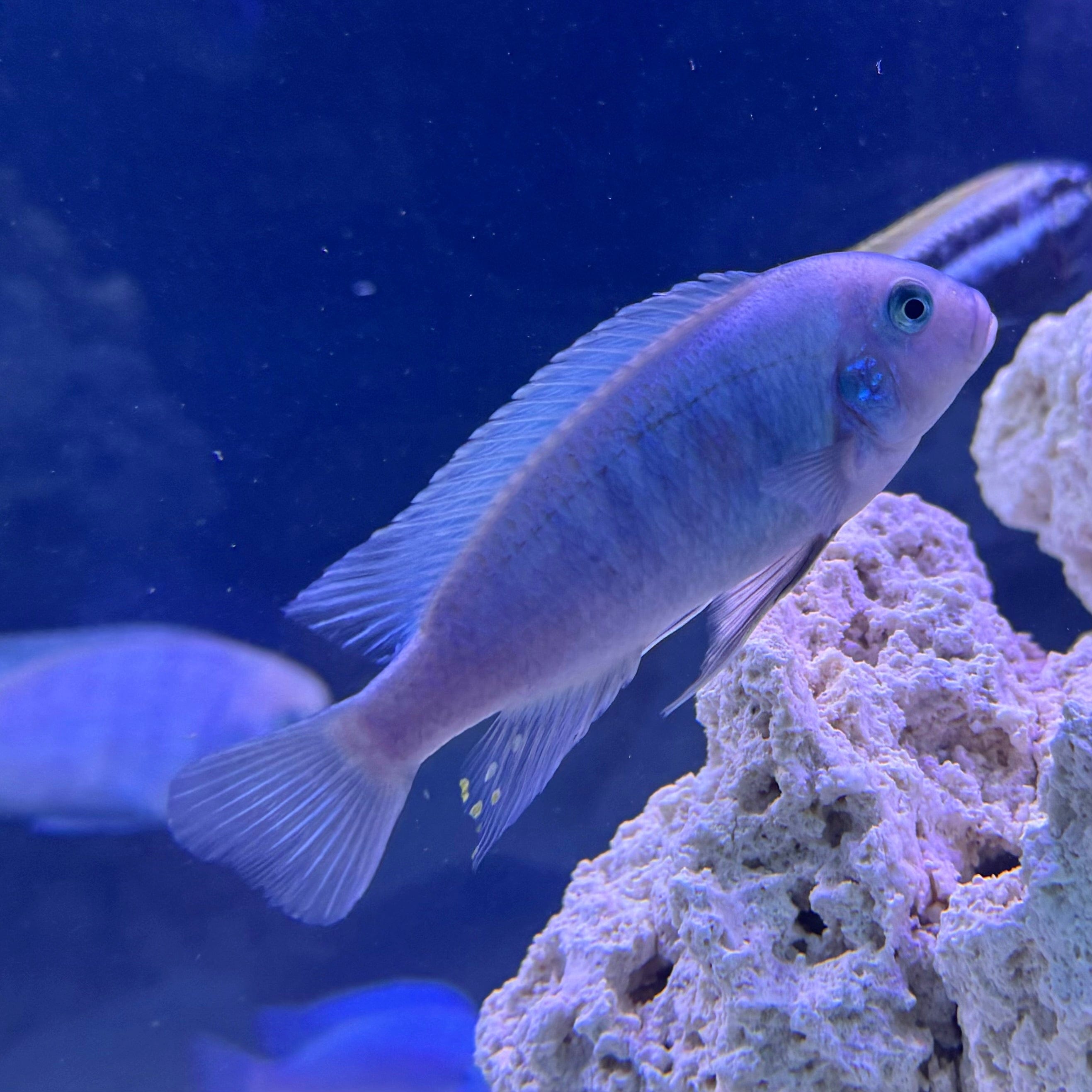 the-fish-farm African Cichlid Cobalt Blue African Cichlid 5cm Cobalt Blue Cichlid 5cm- The Fish Farm