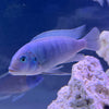 the-fish-farm African Cichlid Cobalt Blue African Cichlid 5cm Cobalt Blue Cichlid 5cm- The Fish Farm