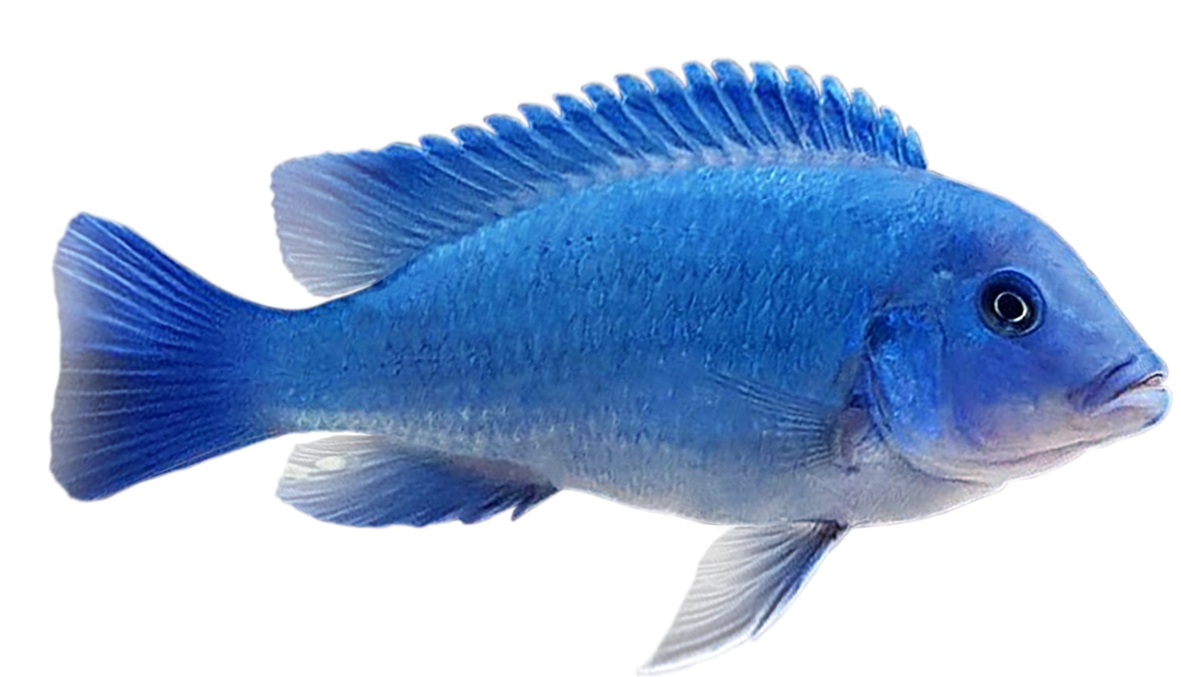 the-fish-farm African Cichlid Cobalt Blue Cichlid 5cm Cobalt Blue Cichlid 5cm- The Fish Farm