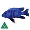 the-fish-farm African Cichlid Electric Blue African Cichlid Electric Blue Cichlid - The Fish Farm