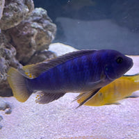 the-fish-farm African Cichlid Ice Blue Zebra African Cichlid - Greshakei Cichlid Buy Ice Blue Zebra Cichlid from The Fish Farm in Australia