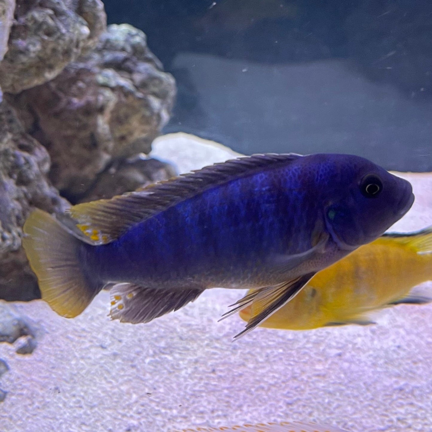the-fish-farm African Cichlid Ice Blue Zebra African Cichlid - Greshakei Cichlid Buy Ice Blue Zebra Cichlid from The Fish Farm in Australia