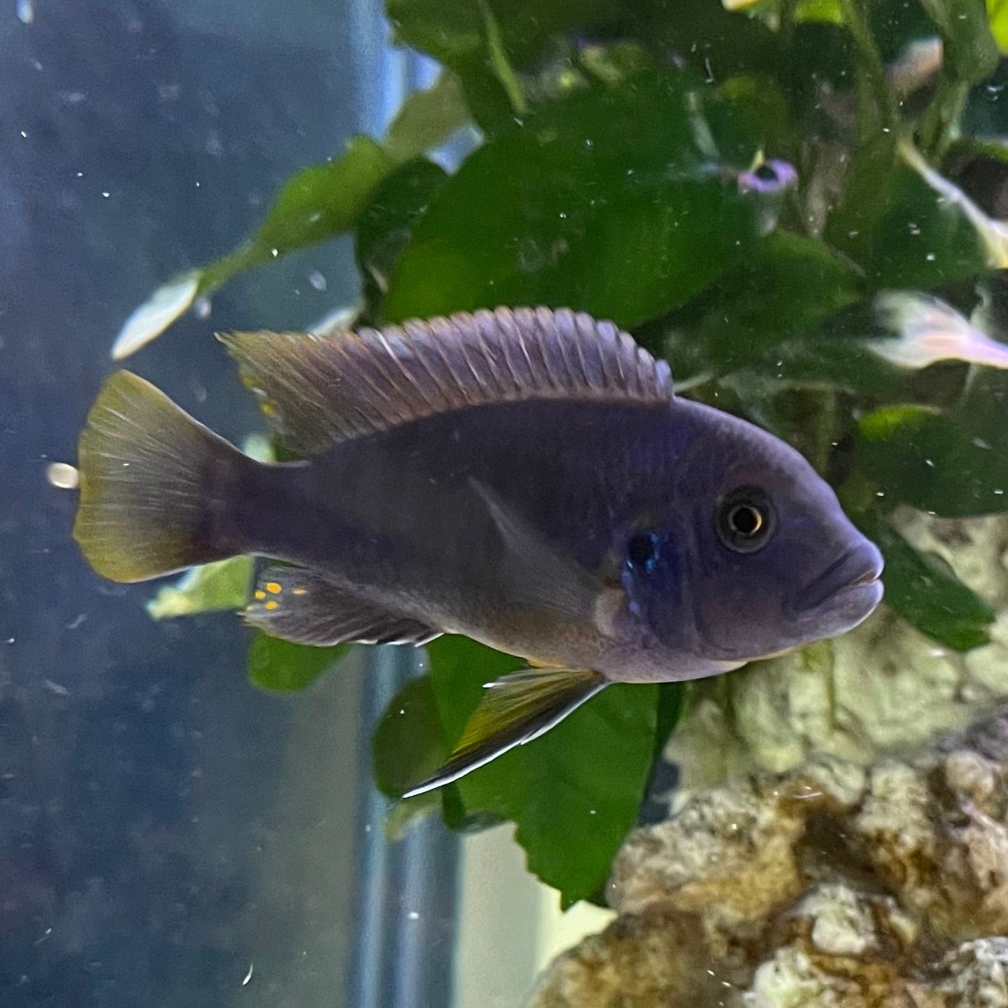 the-fish-farm African Cichlid Ice Blue Zebra African Cichlid - Greshakei Cichlid Buy Ice Blue Zebra Cichlid from The Fish Farm in Australia
