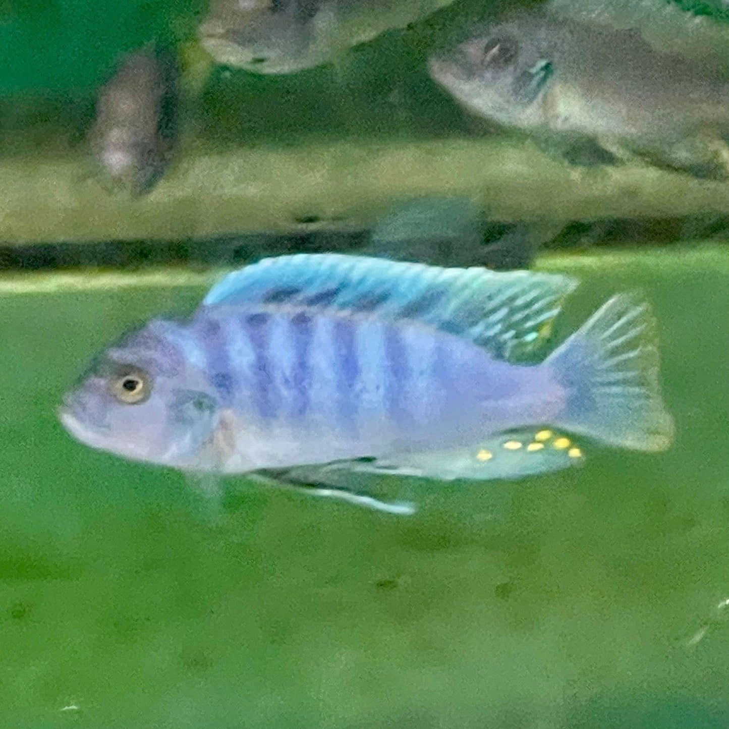 the-fish-farm African Cichlid Ice Blue Zebra African Cichlid - Greshakei Cichlid Buy Ice Blue Zebra Cichlid from The Fish Farm in Australia