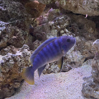 the-fish-farm African Cichlid Ice Blue Zebra African Cichlid - Greshakei Cichlid Buy Ice Blue Zebra Cichlid from The Fish Farm in Australia