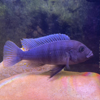 the-fish-farm African Cichlid Ice Blue Zebra African Cichlid - Greshakei Cichlid Buy Ice Blue Zebra Cichlid from The Fish Farm in Australia