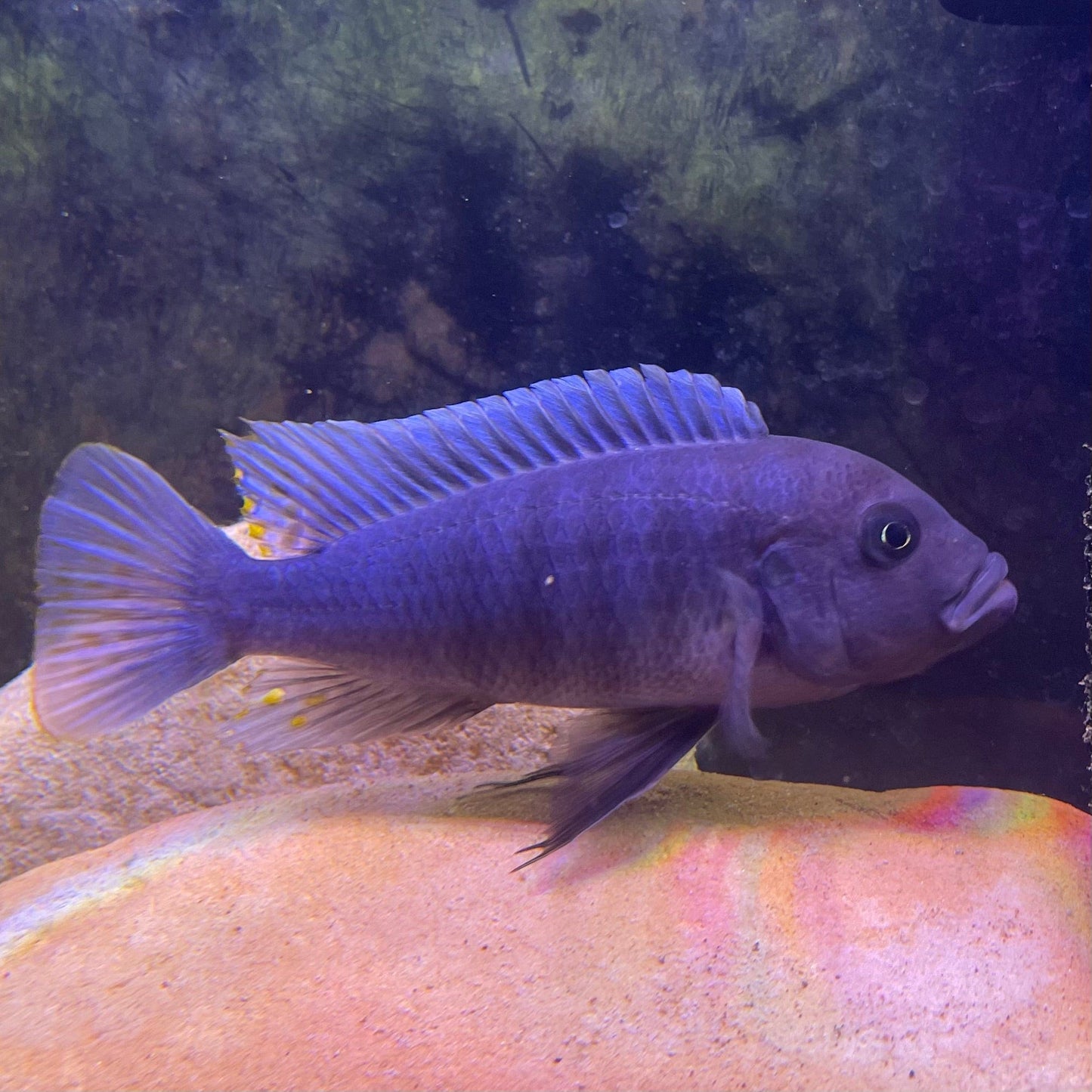 the-fish-farm African Cichlid Ice Blue Zebra African Cichlid - Greshakei Cichlid Buy Ice Blue Zebra Cichlid from The Fish Farm in Australia