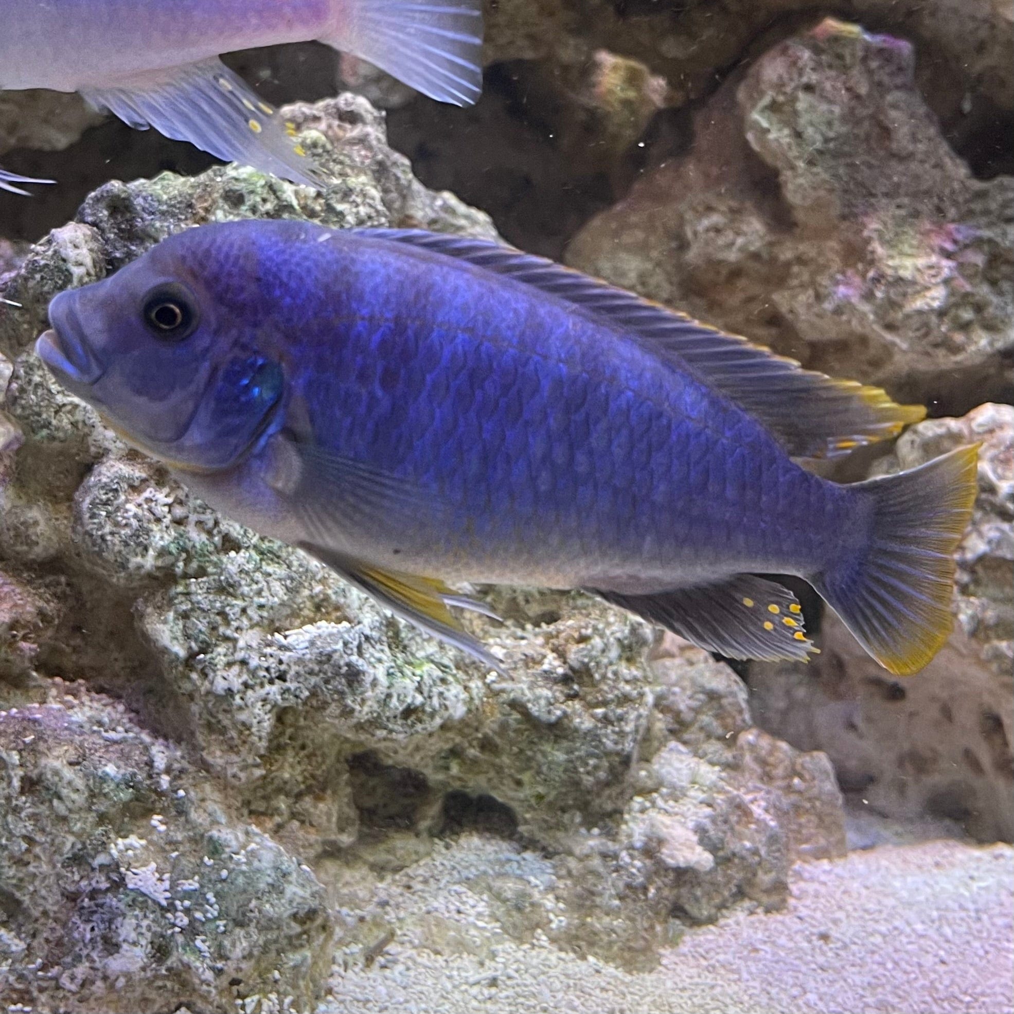 Buy Ice Blue Zebra Cichlid from The Fish Farm in Australia