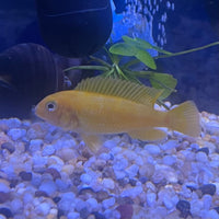 the-fish-farm African Cichlid Interruptus African Cichlid Interruptus African Cichlid - The Fish Farm - Australia