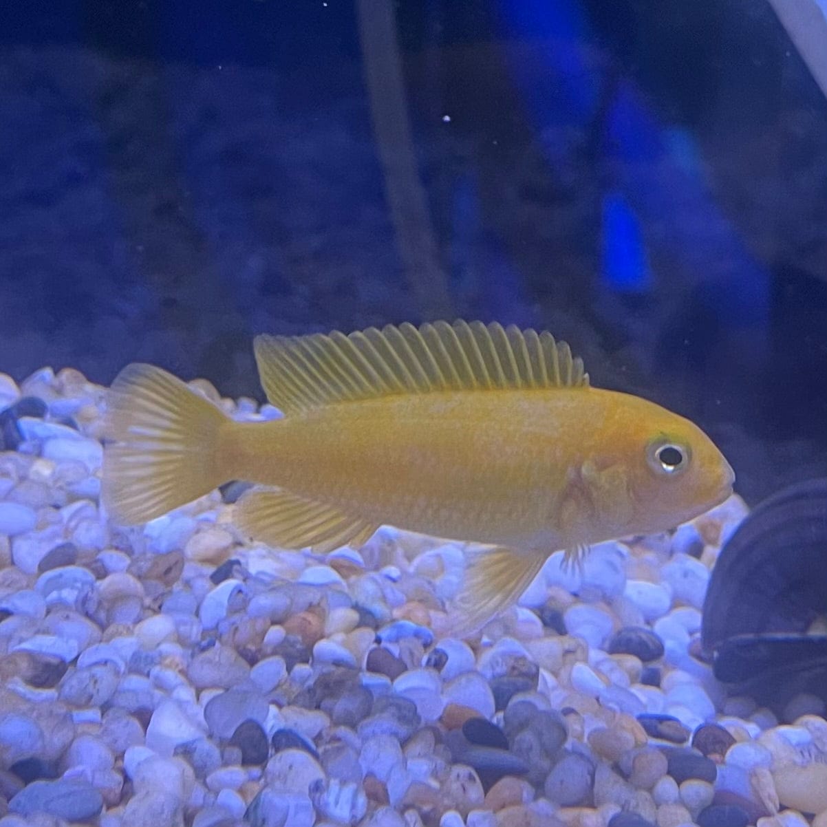 the-fish-farm African Cichlid Interruptus African Cichlid Interruptus African Cichlid - The Fish Farm - Australia