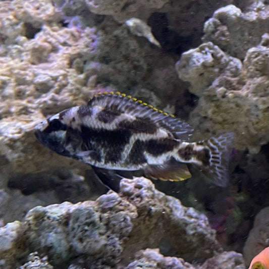 the-fish-farm African Cichlid Livingstonii African Cichlid 5cm Livingstonii Cichlid 5cm- The Fish Farm