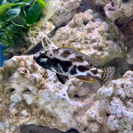 the-fish-farm African Cichlid Livingstonii African Cichlid 5cm Livingstonii Cichlid 5cm- The Fish Farm