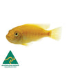 the-fish-farm African Cichlid Melanochromis Johanni African Cichlid Melanochromis Johanni Cichlid - The Fish Farm