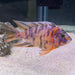 the-fish-farm African Cichlid OB Marbled Peacock Cichlid - African Cichlid Buy OB Peacock Cichlid from The Fish Farm to your door