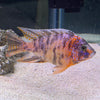 the-fish-farm African Cichlid OB Marbled Peacock Cichlid - African Cichlid Buy OB Peacock Cichlid from The Fish Farm to your door