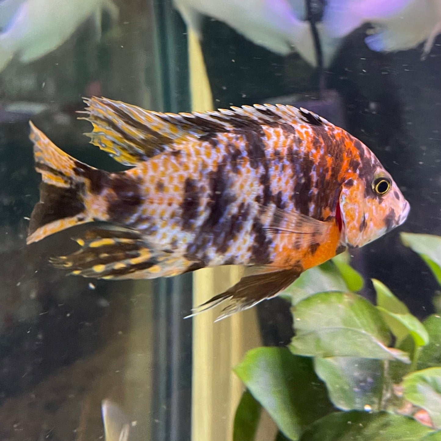 the-fish-farm African Cichlid OB Marbled Peacock Cichlid - African Cichlid Buy OB Peacock Cichlid from The Fish Farm to your door