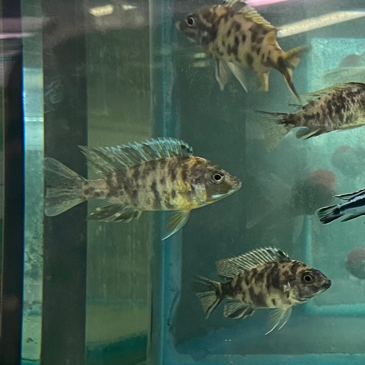 the-fish-farm African Cichlid OB Marbled Peacock Cichlid - African Cichlid Buy OB Peacock Cichlid from The Fish Farm to your door
