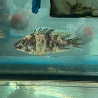 the-fish-farm African Cichlid OB Marbled Peacock Cichlid - African Cichlid Buy OB Peacock Cichlid from The Fish Farm to your door