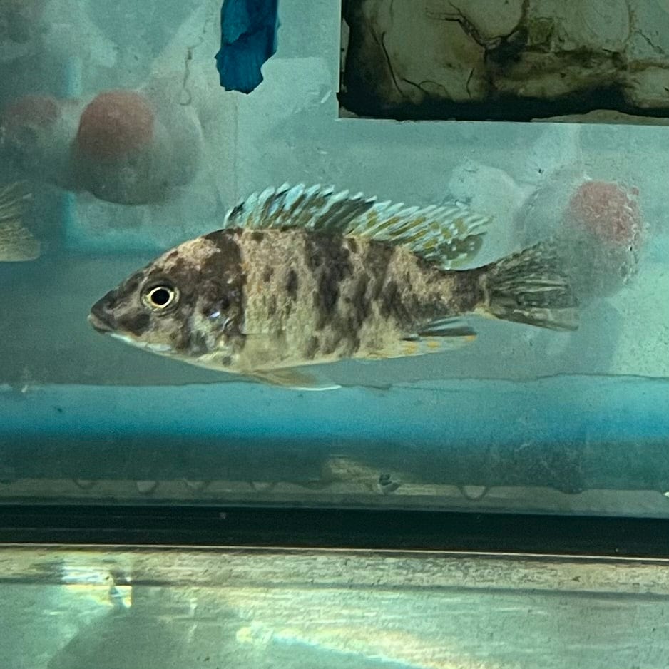 the-fish-farm African Cichlid OB Marbled Peacock Cichlid - African Cichlid Buy OB Peacock Cichlid from The Fish Farm to your door